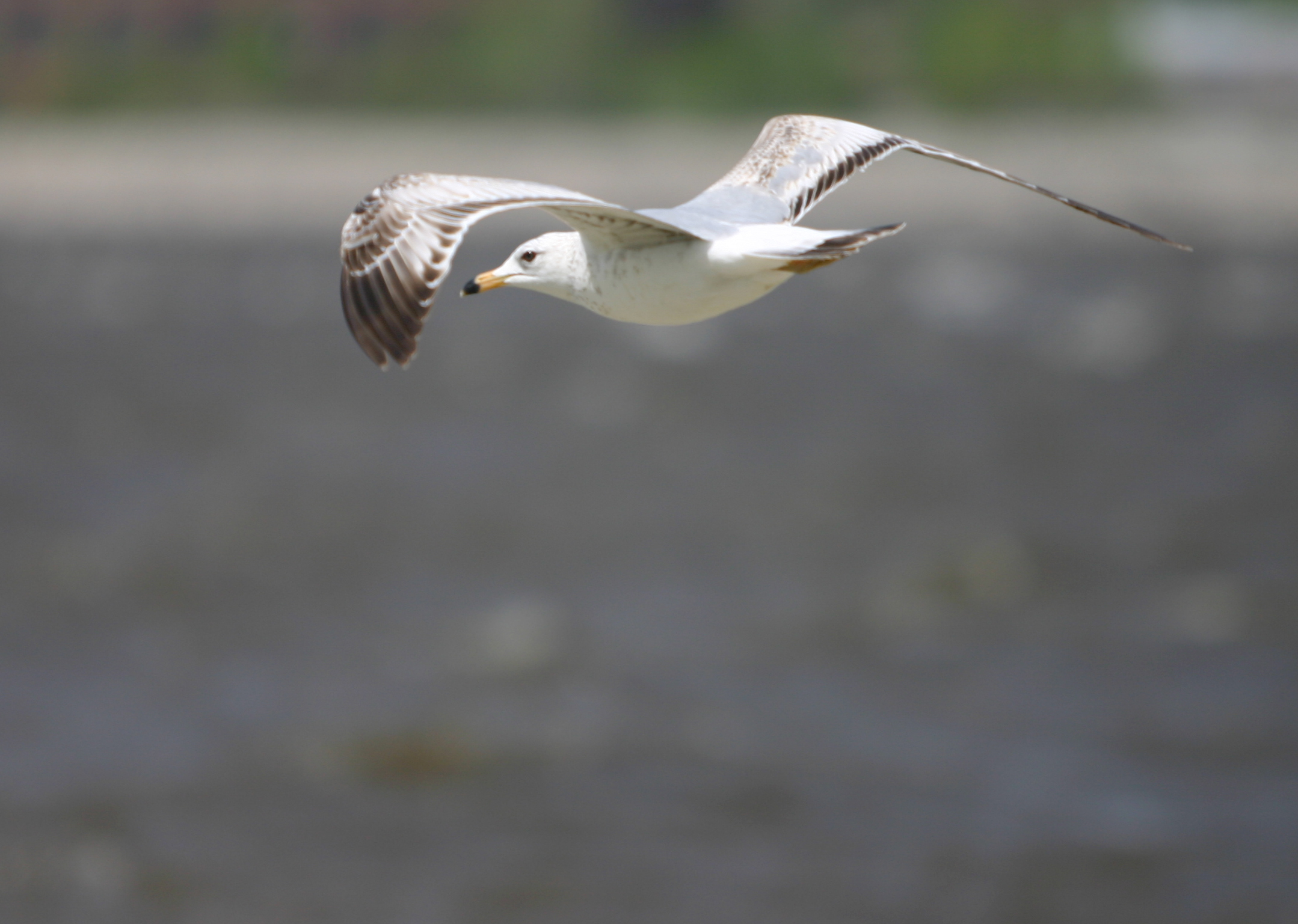 Fotografía por Stephen1177 para DesignCrowd (Community Contests) | Diseño #9103128