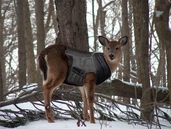 Diseño de Photoshop por eveypd para DesignCrowd (Community Contests) | Diseño #9117600