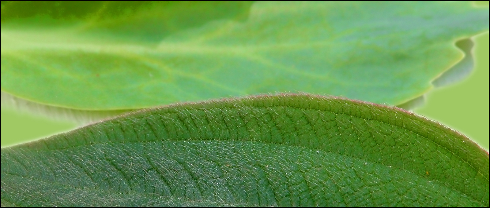 Fotografie von lilmart für DesignCrowd (Community Contests) | Design #9102893