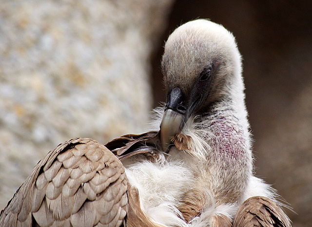 Photography by Alex999 for DesignCrowd (Community Contests) | Design #9116937