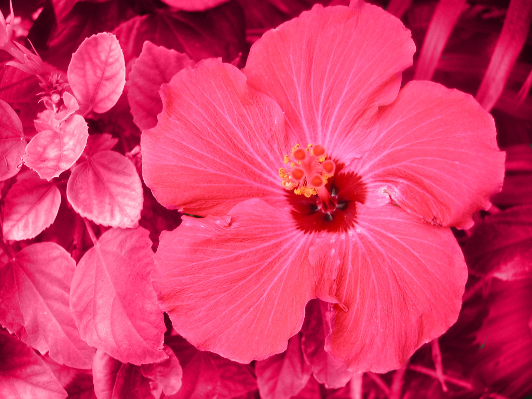 Photographie par lemondrop1240 pour DesignCrowd (Community Contests) | Design #9102898