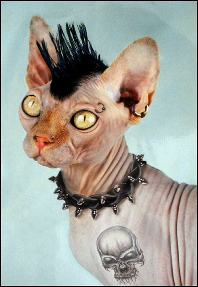 Design Photoshop par pixeldust pour DesignCrowd (Community Contests) | Design #9117679