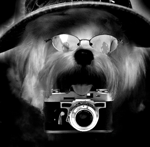 Design Photoshop par Angeldog1 pour DesignCrowd (Community Contests) | Design #9117693