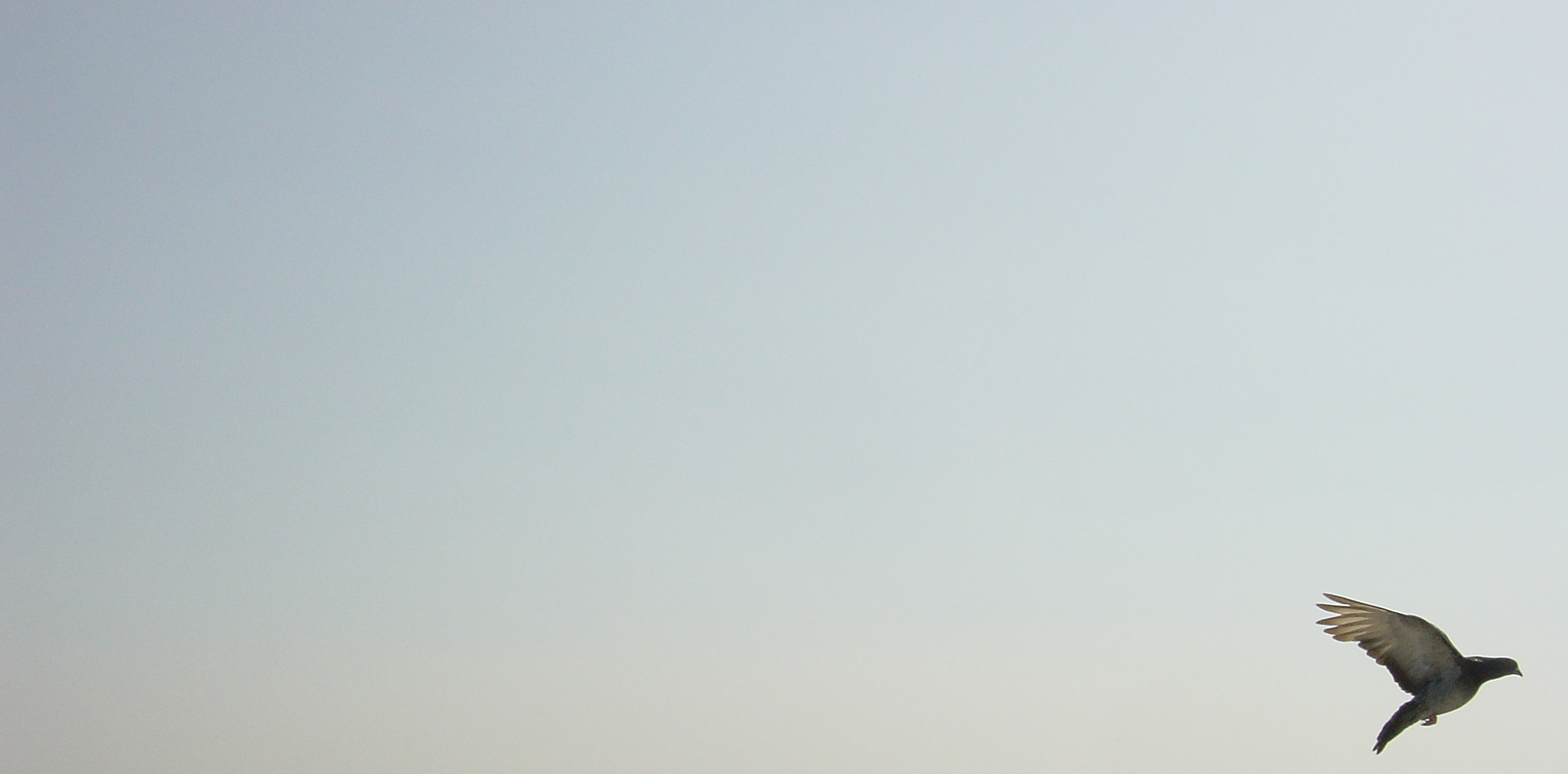 Photographie par arniie pour DesignCrowd (Community Contests) | Design #9116972