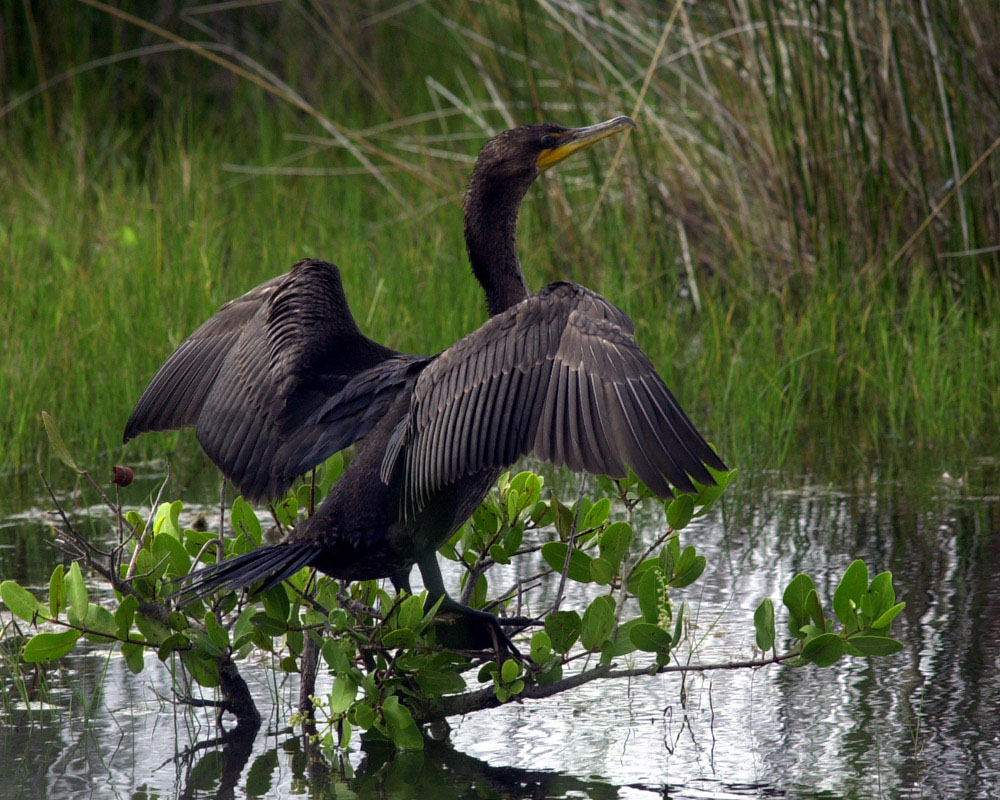 Photography by danceswithcameras for DesignCrowd (Community Contests) | Design #9117022