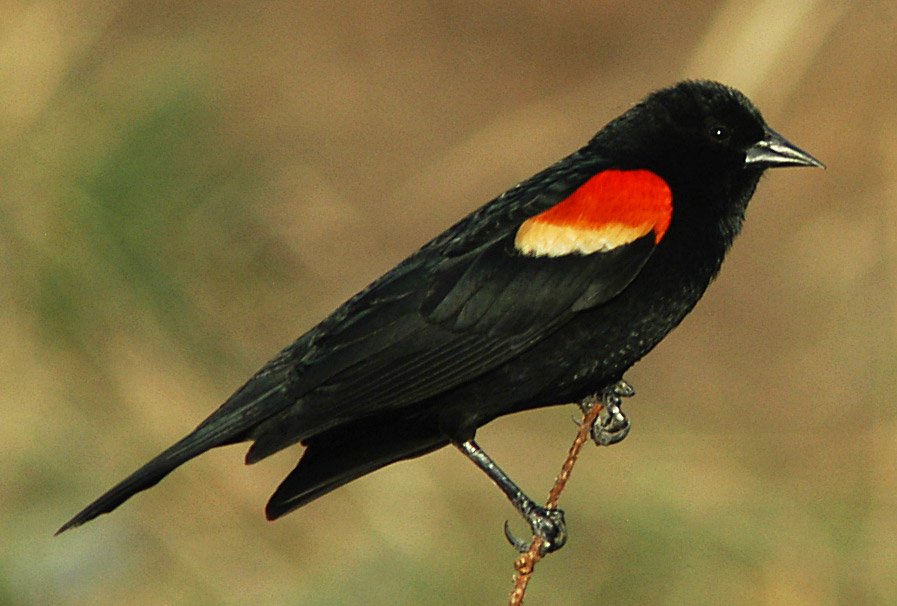 Fotografía por londubh para DesignCrowd (Community Contests) | Diseño #9117093