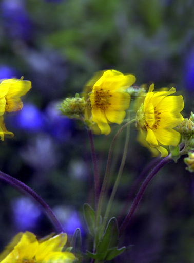 Photoshop-Design von paparouna für DesignCrowd (Community Contests) | Design #9095440