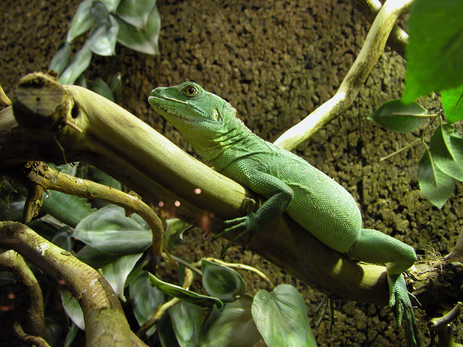 Fotografía por pepty para DesignCrowd (Community Contests) | Diseño #9102956