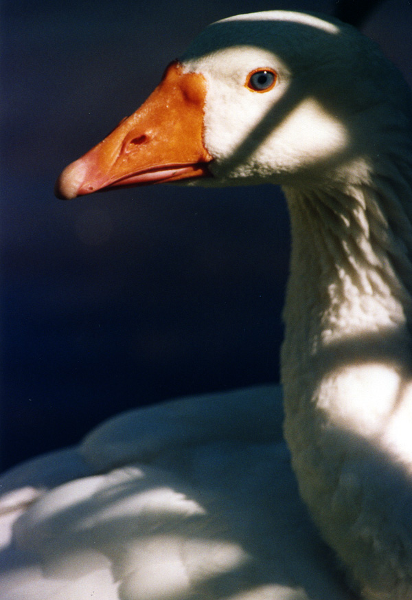 Photography by ecolio for DesignCrowd (Community Contests) | Design #9117050