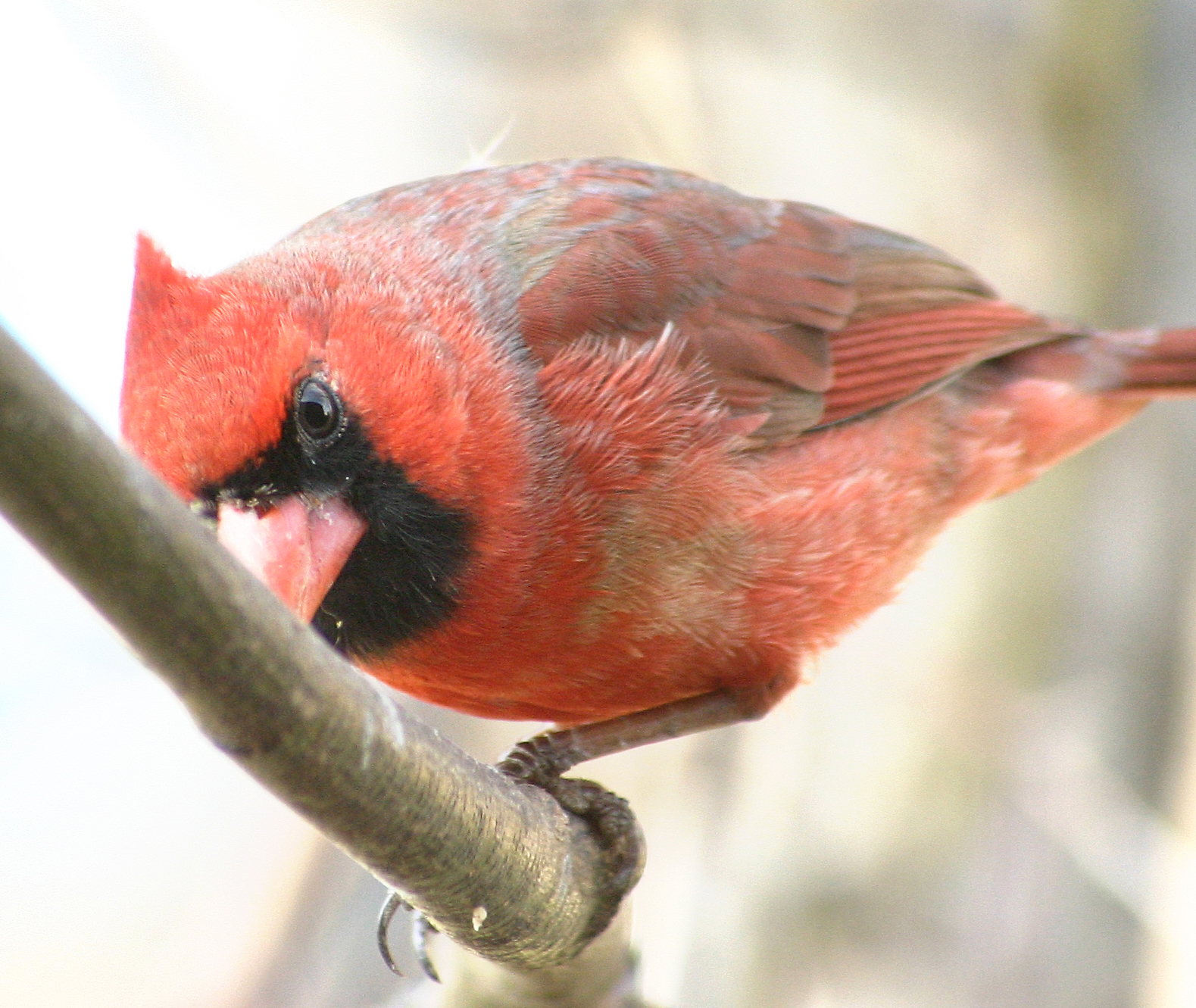 Photography by Stephen1177 for DesignCrowd (Community Contests) | Design #9117013