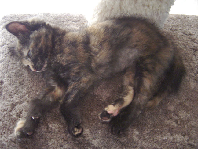 Fotografie von frankule für DesignCrowd (Community Contests) | Design #9102938