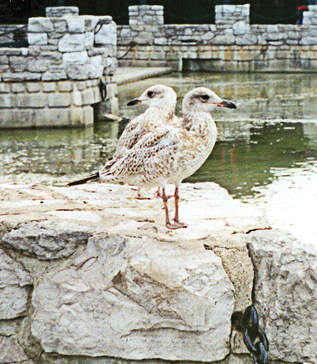 Photographie par c2h3o2 pour DesignCrowd (Community Contests) | Design #9117081