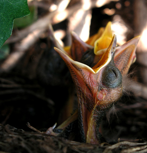 Photography by fatalerror for DesignCrowd (Community Contests) | Design #9117119