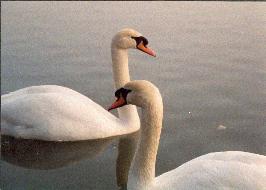 Photography by jesuslatorre for DesignCrowd (Community Contests) | Design #9117115