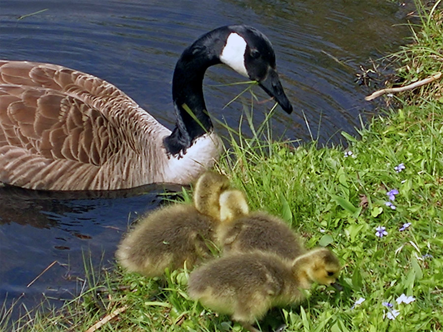 Photography by rjoannej for DesignCrowd (Community Contests) | Design #9117225