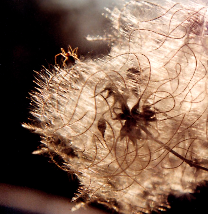 Photography by Netali for DesignCrowd (Community Contests) | Design #9102972