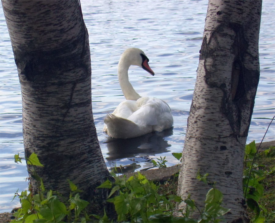 Fotografie von janine200 für DesignCrowd (Community Contests) | Design #9117122