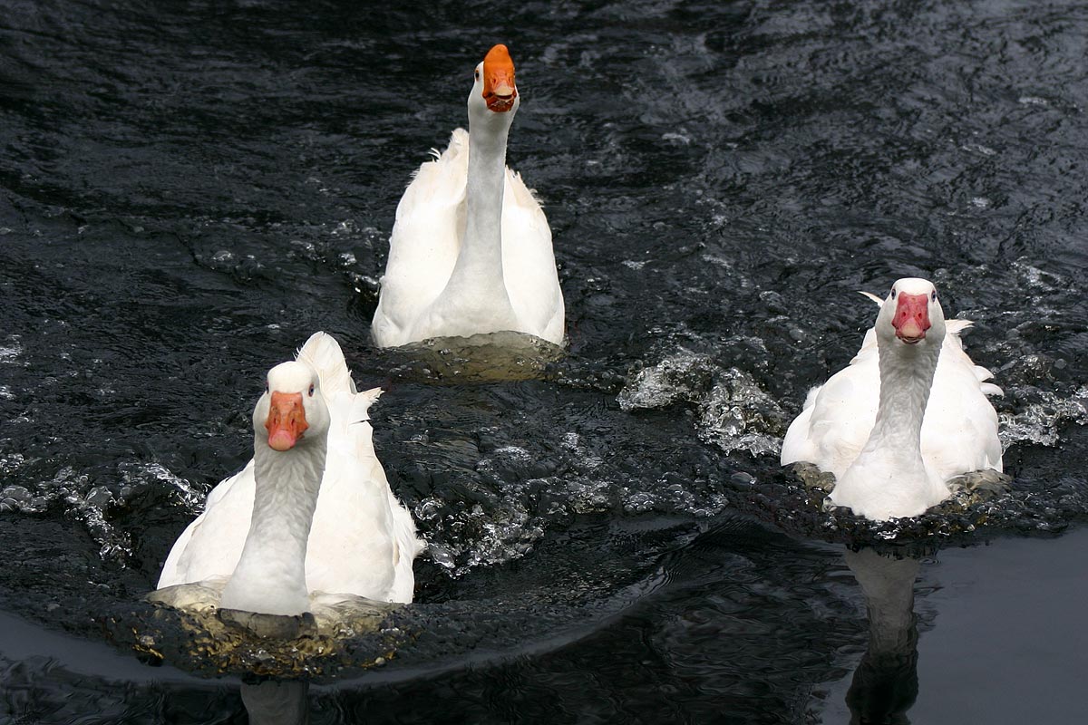 Photography by SigloV for DesignCrowd (Community Contests) | Design #9117219