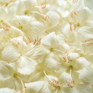 Fotografía por vgmn1956 para DesignCrowd (Community Contests) | Diseño #9102943