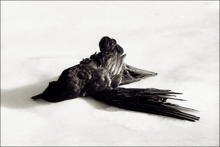 Photography by Six-Something for DesignCrowd (Community Contests) | Design #9117733