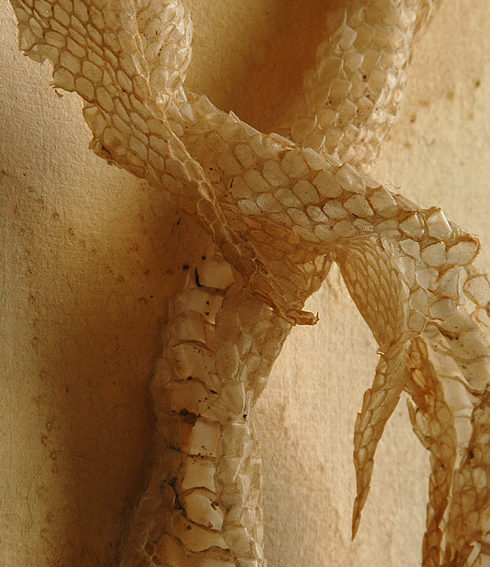 Fotografía por londubh para DesignCrowd (Community Contests) | Diseño #9103021