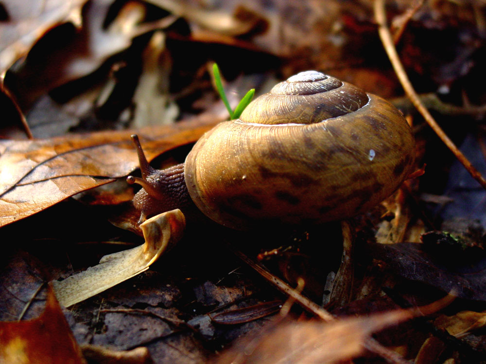 Fotografie von Angeldog1 für DesignCrowd (Community Contests) | Design #9103038