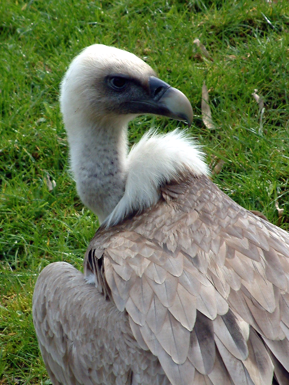 Photographie par vintagedept pour DesignCrowd (Community Contests) | Design #9117198