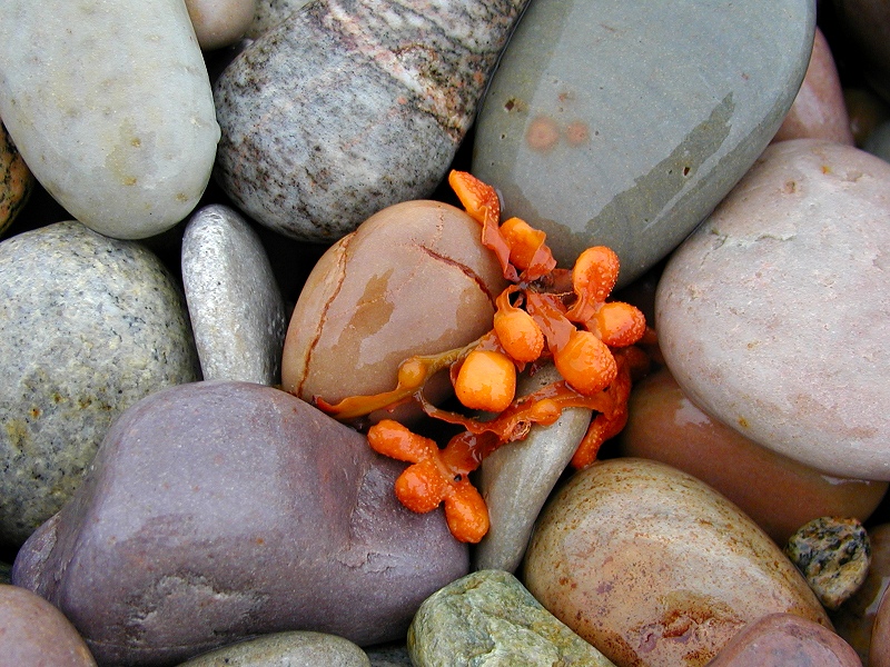 Photographie par KarenC pour DesignCrowd (Community Contests) | Design #9117783