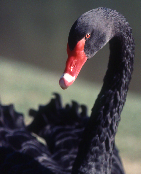 Photography by Chandler for DesignCrowd (Community Contests) | Design #9117257