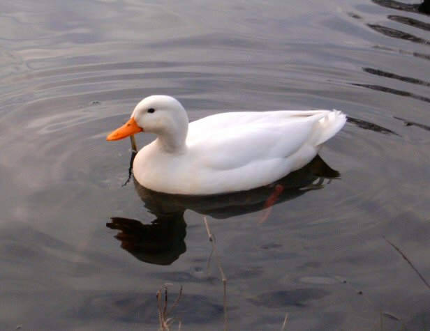 Photography by voxlibera for DesignCrowd (Community Contests) | Design #9117258