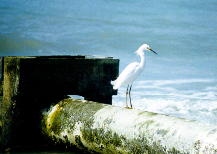 Photography by dollyllama for DesignCrowd (Community Contests) | Design #9117121