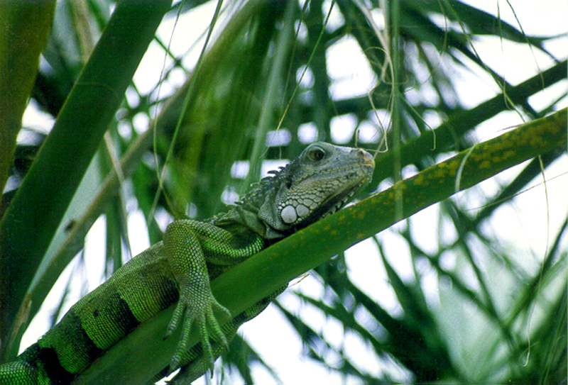 Photography by dollyllama for DesignCrowd (Community Contests) | Design #9102994