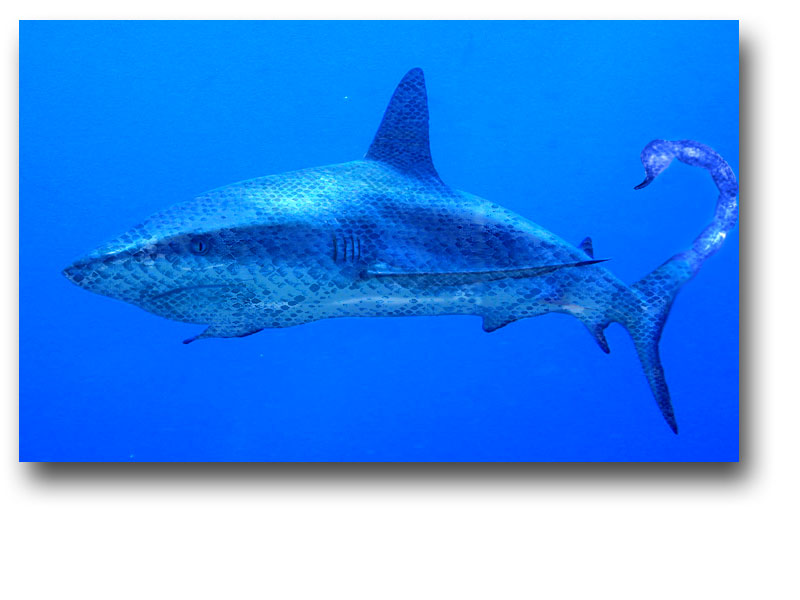 Diseño de Photoshop por richman para DesignCrowd (Community Contests) | Diseño #9102534