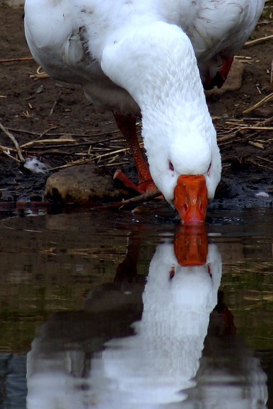 Photography by SigloV for DesignCrowd (Community Contests) | Design #9117794