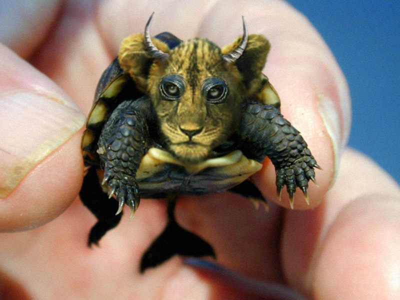 Photoshop Design by Nicky666 for DesignCrowd (Community Contests) | Design #9102537