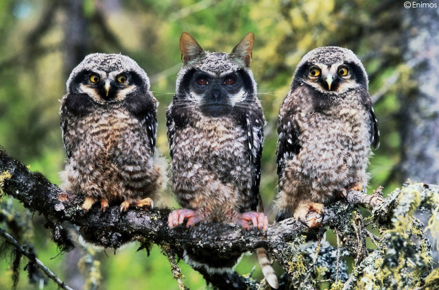 Photoshop Design by Enioms for DesignCrowd (Community Contests) | Design #9102575