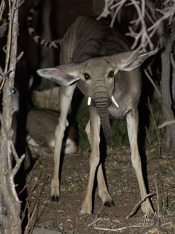 Самые неизученные животные. Скрещенные животные. Рисунок неведомого существа. Неведомых животных. Филиппинский трубконосый крылан.