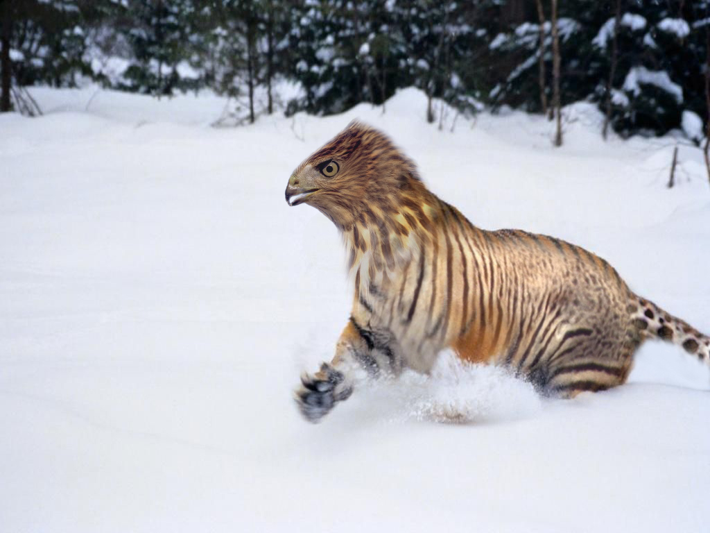 Photoshop Design by similus for DesignCrowd (Community Contests) | Design #9102596