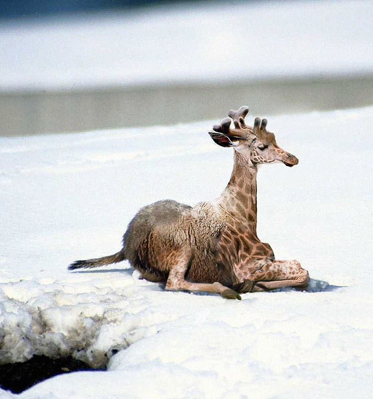 Diseño de Photoshop por Yaron76 para DesignCrowd (Community Contests) | Diseño #9102786