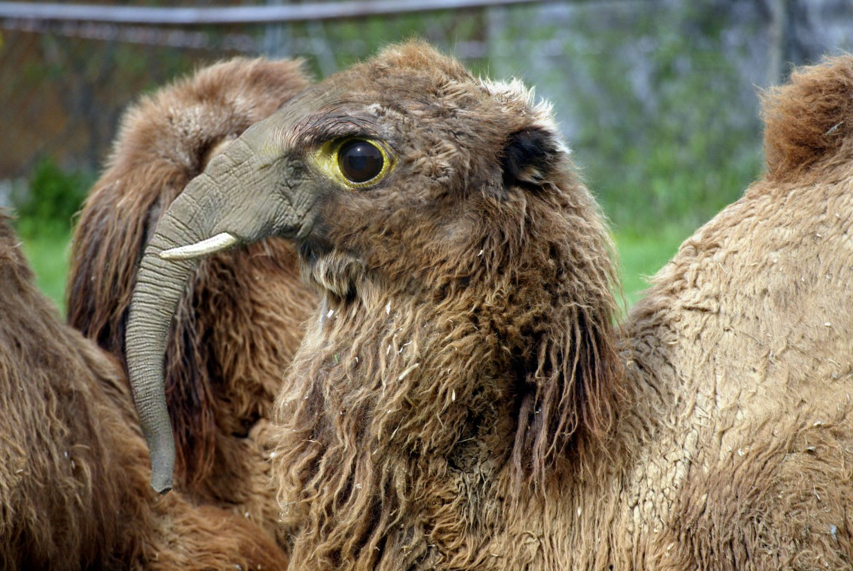 Photoshop Design by Garsaelon for DesignCrowd (Community Contests) | Design #9102681