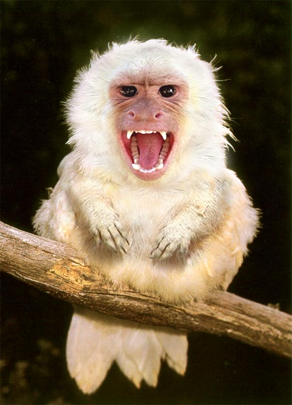 Photoshop-Design von Dappers für DesignCrowd (Community Contests) | Design #9102713