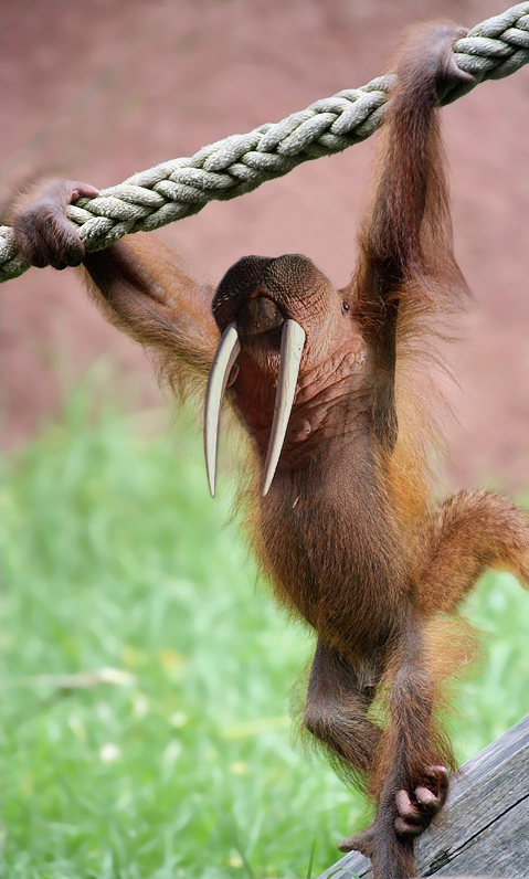 Photoshop-Design von scotty2hotty für DesignCrowd (Community Contests) | Design #9102676