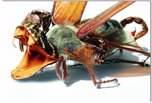 Photoshop Design by Pitinhas for DesignCrowd (Community Contests) | Design #9102745