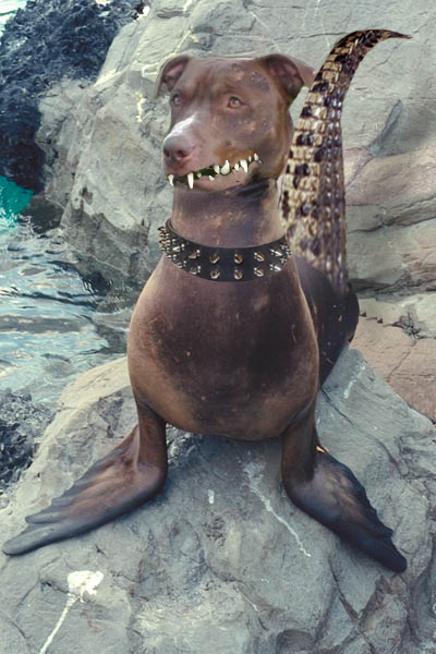 Diseño de Photoshop por froodleydoo para DesignCrowd (Community Contests) | Diseño #9102700