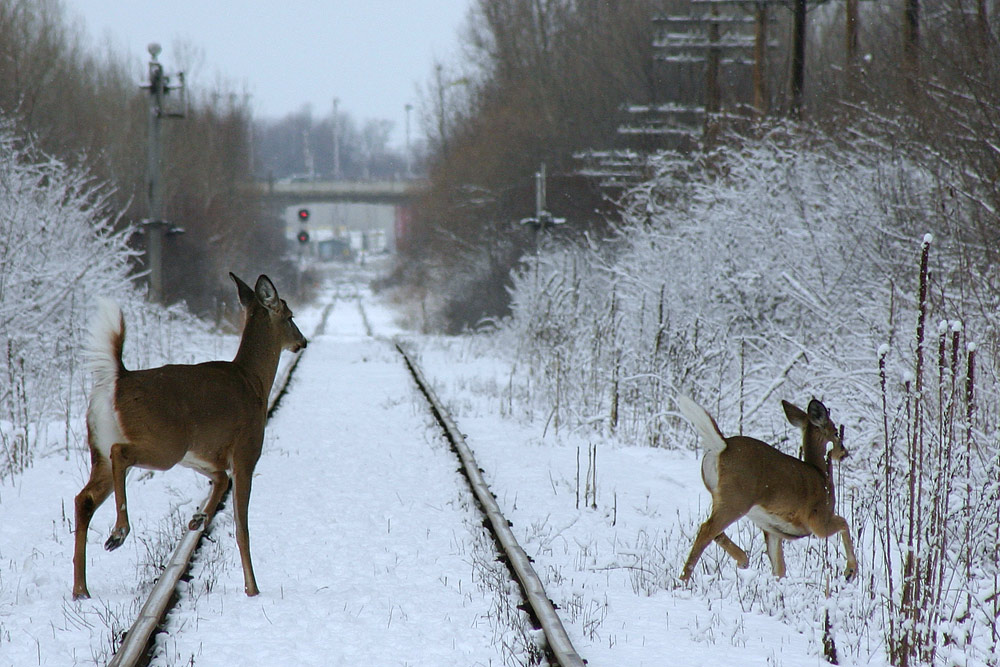 Photography by SigloV for DesignCrowd (Community Contests) | Design #9102009