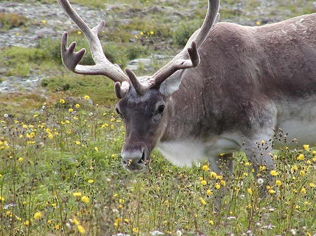 Photographie par KarenC pour DesignCrowd (Community Contests) | Design #9102032