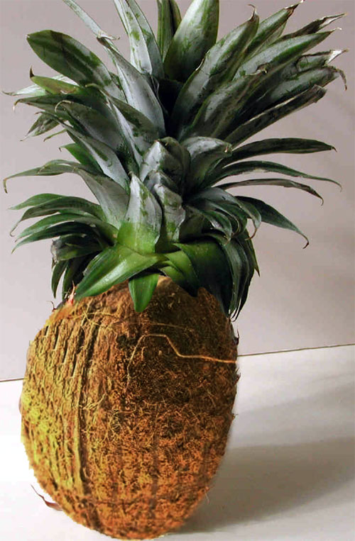 Photoshop Design by quinlanking for DesignCrowd (Community Contests) | Design #9120426