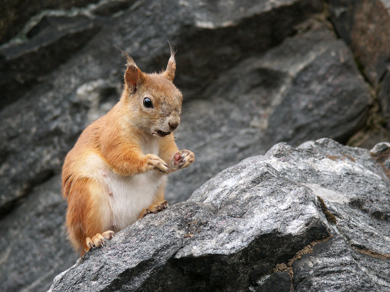 Photography by MrPumpernickel for DesignCrowd (Community Contests) | Design #9102028