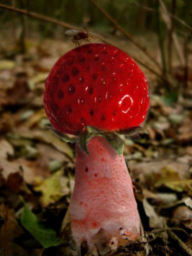 Photoshop Design by klubbhoofd for DesignCrowd (Community Contests) | Design #9120584