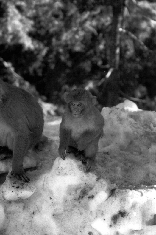 Fotografía por Juvenilemike para DesignCrowd (Community Contests) | Diseño #9102017